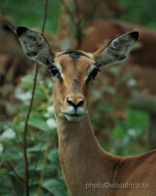 puku rsa 125.jpg - Impala (Aepyceros melampus)